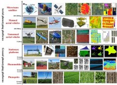 澳门金沙官网：高通量表型鉴定技术利用新型传感器、先进的自动化平台和图像