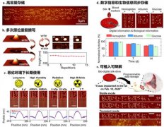 澳门金沙官网：给信息存储带来了新思路